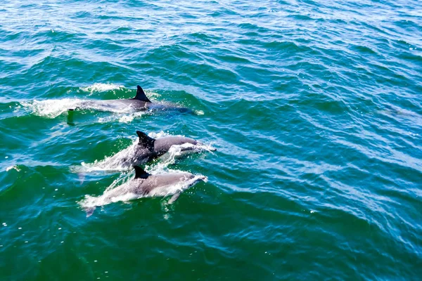 Three Dolphins Family — Stock Photo, Image