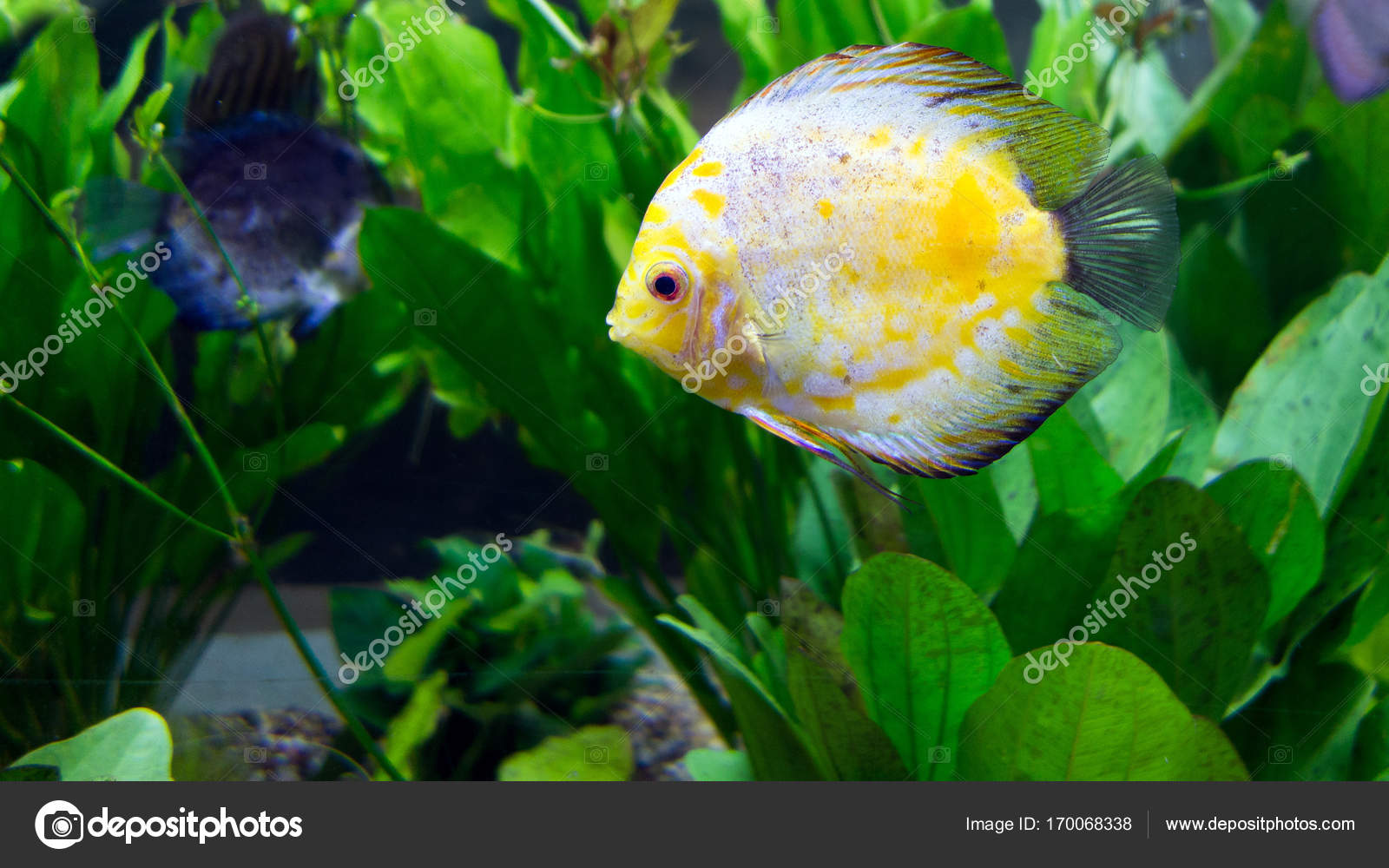 Amazon River Basin Discus Stock Photo By C Foto Toch Amazon River Basin Discus Stock Photo By C Foto Toch