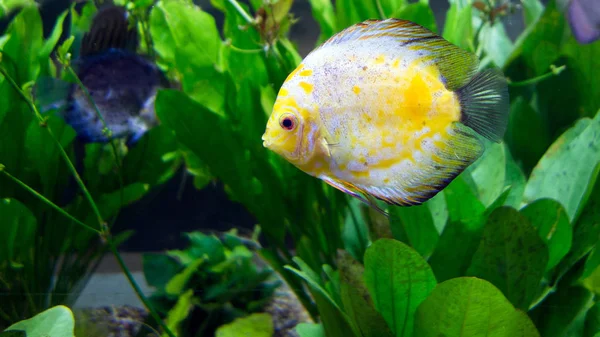 Amazon River Basin Discus — Stock Photo, Image