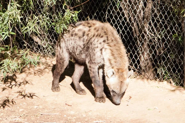 Hyène maculée africaine — Photo