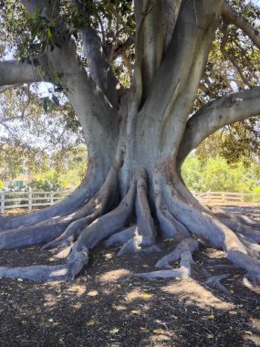 Moreton Bay Fig Tree clipart