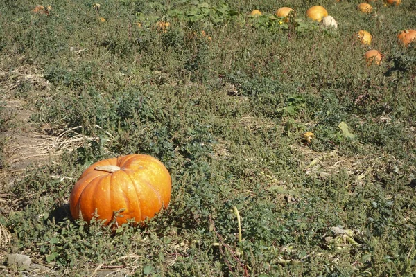 Abóbora de laranja no arquivado — Fotografia de Stock