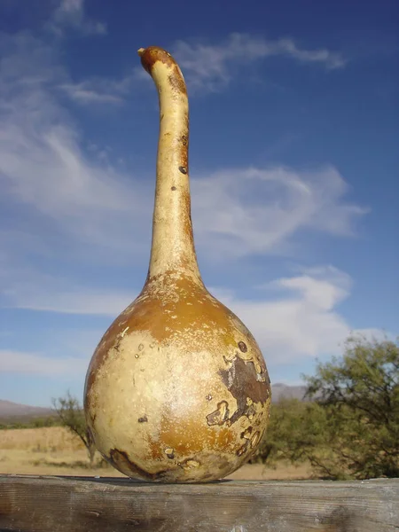 Calabaza de botella seca —  Fotos de Stock