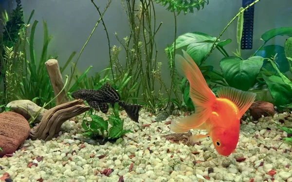 Aquarium Habitants de fantaisie — Photo