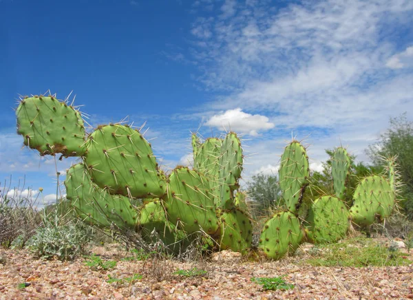 Cactus arizonien à poire épineuse — Photo
