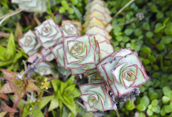 A Crassula Perforata virágok — Stock Fotó