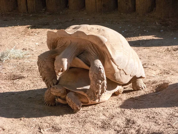 Momento de apareamiento de tortugas — Foto de Stock