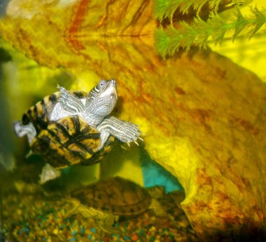 Aquatic Turtle, closeup clipart