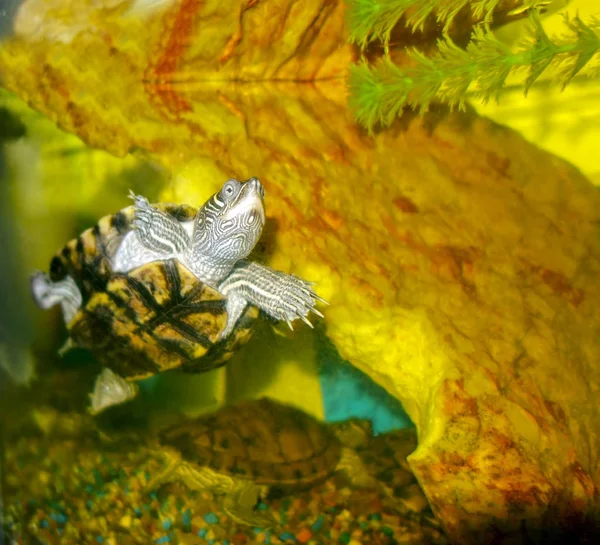수생 거북, 근접 촬영 — 스톡 사진