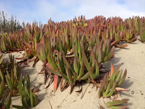 Cooper jég növény (Delosperma Cooperia) — Stock Fotó