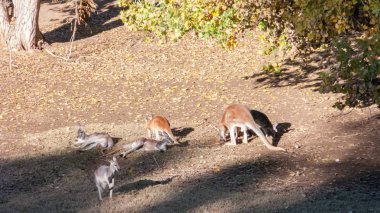 Avustralya kanguru sürüsü