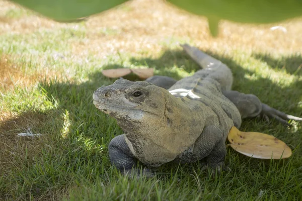 Iguana mexicana curiosa — Fotografia de Stock