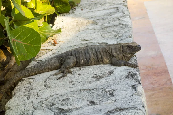 Iguana mexicana durante a hora de caça à noite — Fotografia de Stock