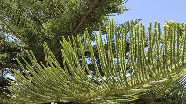 Araucaria heterophylla lombozat tavasszal — Stock Fotó