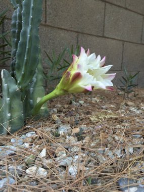 Gece çiçeği bir korkuluk gibi...