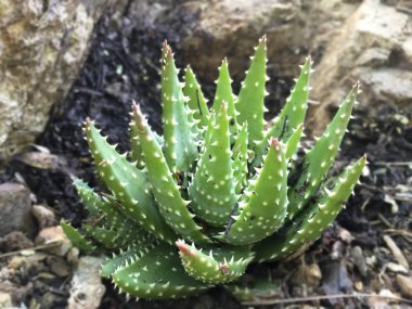 Aloe Crosbys üretken, Aloe Hybryd