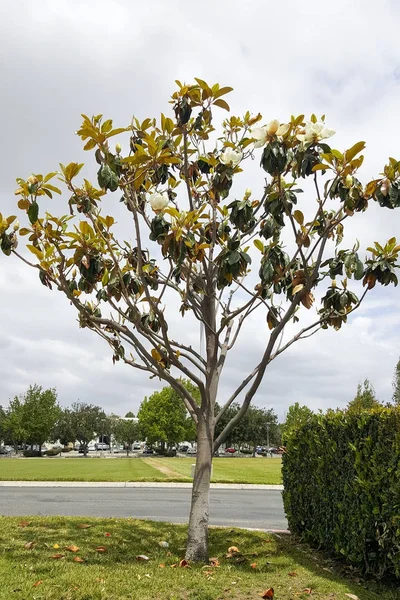 Kalifornie Magnolia na zamračený den — Stock fotografie