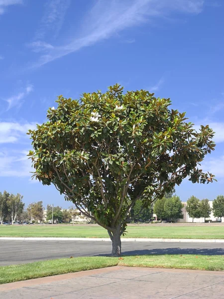 Kalifornie magnolie strom — Stock fotografie