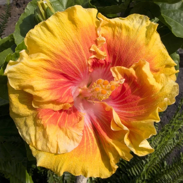 Amarillo con indicio rojo Hibiscus — Foto de Stock