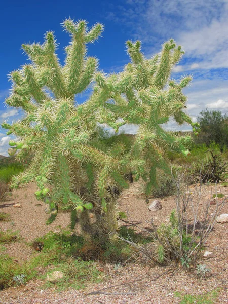 Cactus Cholla arizonien — Photo