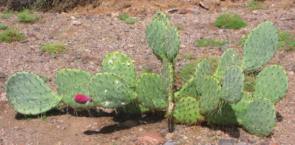 Cactus arizonien à poire épineuse — Photo