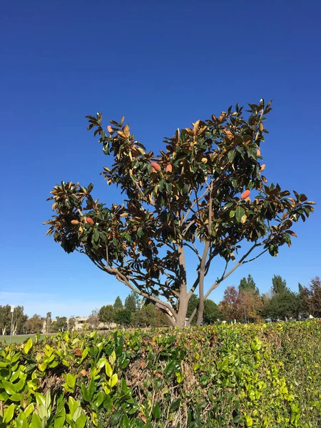 Magnolia Grandiflora in California