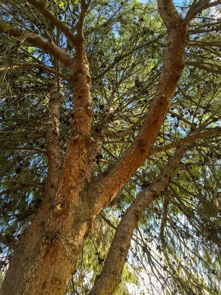 Afghánské borovice koruna — Stock fotografie