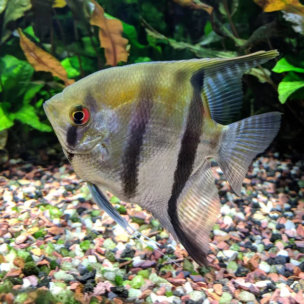 Рыбы-ангелы в тропическом аквариуме — стоковое фото