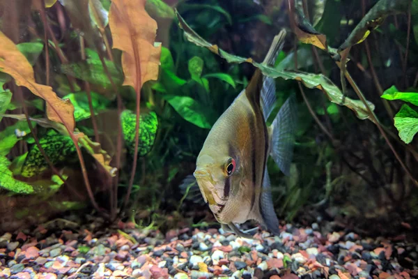 Angelfish in tropisch Aquarium — Stockfoto