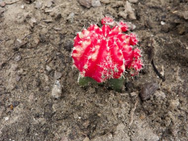 Tuhaf aşılı Moon kaktüs