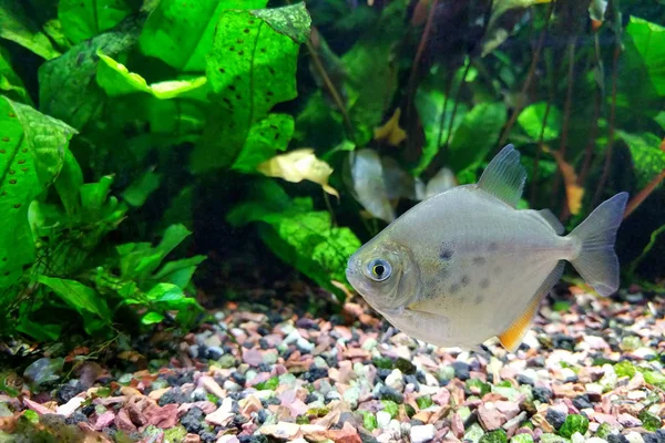Silver Dollar Fish Metynnis Lippincottianus Zwemmen Zoetwater Tropische Dichtbevolkte Beplant — Stockfoto