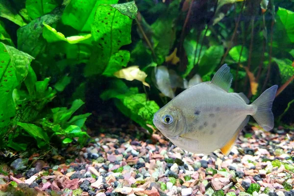 Gümüş Dolar Balık Metynnis Lippincottianus Yoğun Tatlı Tropikal Yüzme Akvaryum — Stok fotoğraf