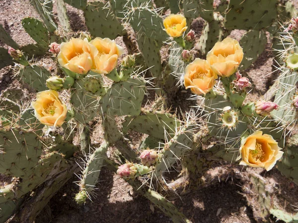 Nopal Cactus gros plan — Photo