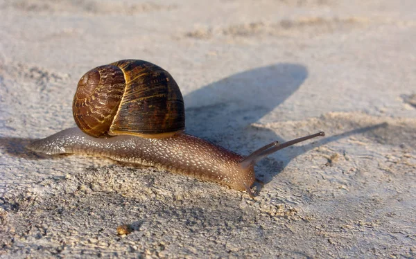 Caracol terrestre de jardín — Foto de Stock