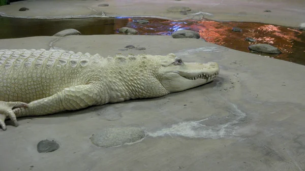 Albino Alligator, close-up — Fotografia de Stock