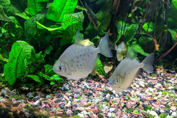 Paire de poissons en argent tacheté Dollar — Photo