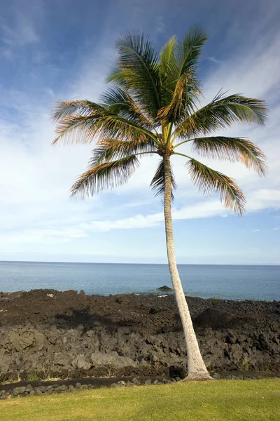 Hawajski Palm na plaży — Zdjęcie stockowe