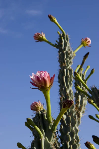 Stenocereus Thurberi Fiore — Foto Stock