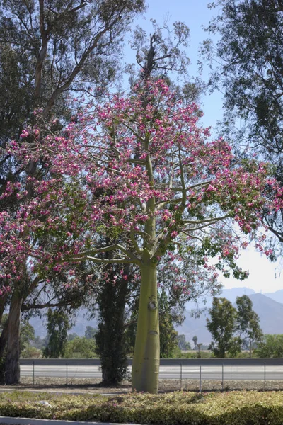 Ceiba Speciosa tree — Stock fotografie