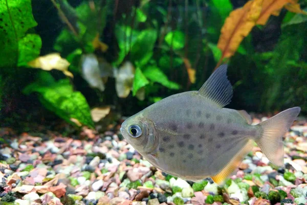 Spotted Silver Dollar Peixe — Fotografia de Stock