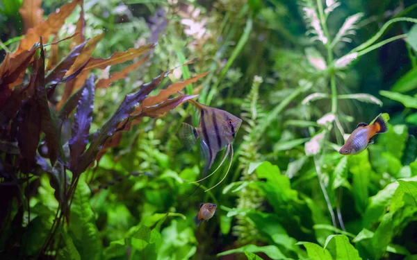 Vitorláshal trópusi akvárium — Stock Fotó