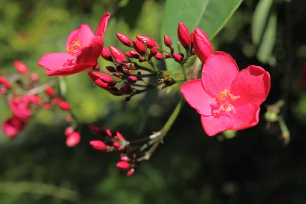 Jatropha 꽃, 근접 촬영 — 스톡 사진