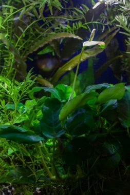 Anubias Nana beyaz çiçek 