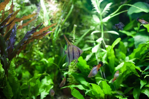 Skalare im tropischen Aquarium — Stockfoto