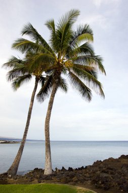 Hawaiian avuç içi ve Beach