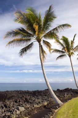 Hawaiian avuç içi ve Beach