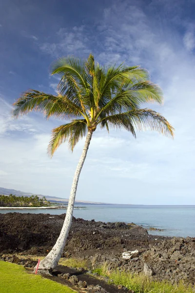 Hawajski palmy i plaża — Zdjęcie stockowe
