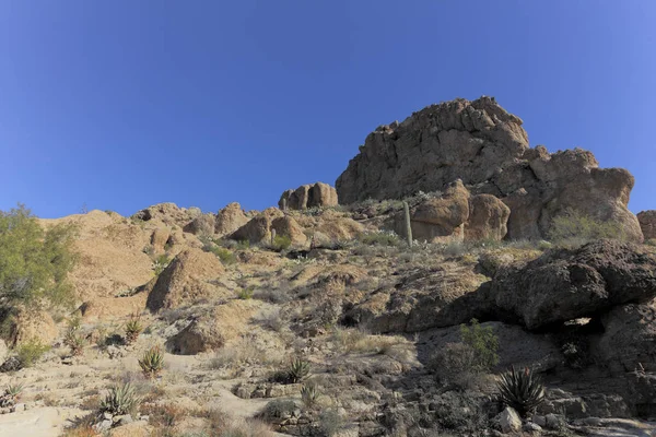 Φυσική περιοχή Sonoran Upland — Φωτογραφία Αρχείου