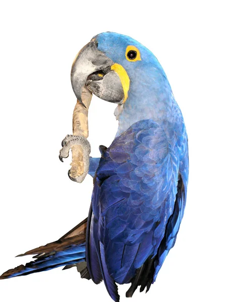 Hyacinth Macaw, isolado — Fotografia de Stock