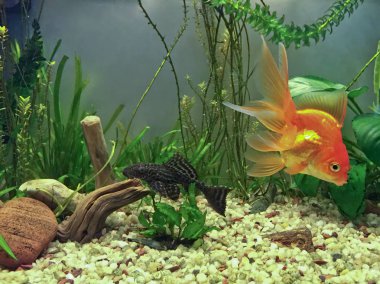 Akvaryum yerli nüfusu